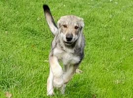 LEO Tamaskan male puppy now available fully vac and embarked.  Pedigree and Registered