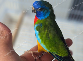 Splendid grass parakeet males