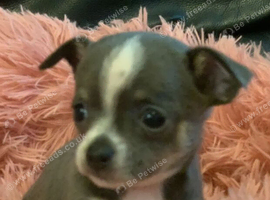Cute Chihuahua Puppies Looking for Their Future Homes