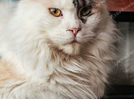 Female active mainecoon