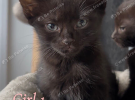2 kittens+microchipped READY THIS WEEK