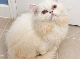 Male White Persian Chinchilla