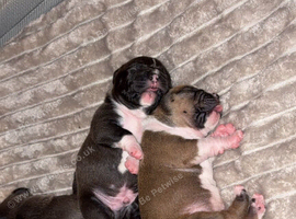 Standard bully x pocket bulldog
