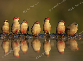 Flock Of 6 Common Waxbill