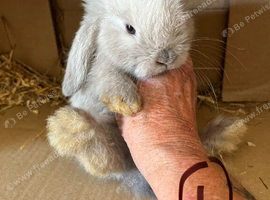 Mini lop pure bred