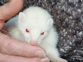 GENUINE MICRO FERRETS