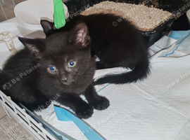 2 Beautiful girl black kittens half bombay quarter rex