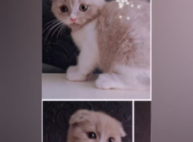 Beautiful kittens