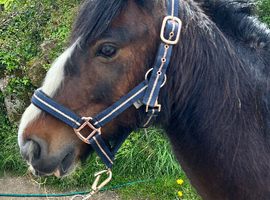 Super cob! 12.1hh bombproof