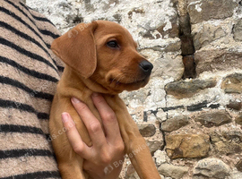 Foxred Health Tested Labrador puppies