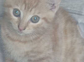 Little kitten