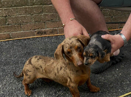 Dachshund puppy