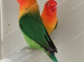 Split ino Fischer's lovebirds