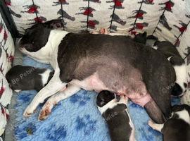 BEAUTIFUL LITTER OF 5 BOSTON TERRIERS