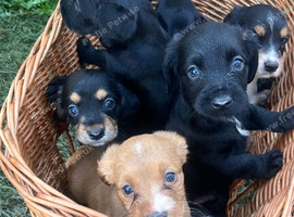 Cocker spaniel x terrier puppies for sale