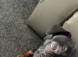 Male French bulldog 17 weeks old