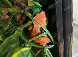 Crested gecko free
