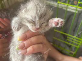 British shorthaired and longhaired kittens