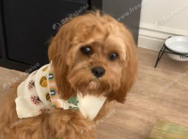 Female Cavapoo