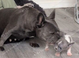 French bulldog