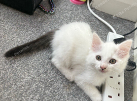 Fluffy kittens