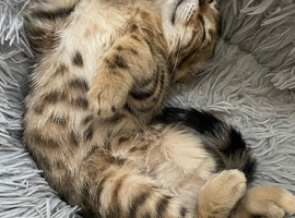 KITTENS