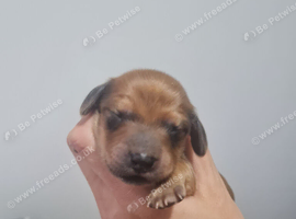 Small Standard Long-Haired Dachshund Puppies
