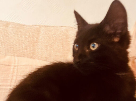 Bombay kitten