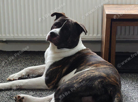 3 male Akita crosses for sale