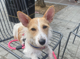 Jack Russel cross mix