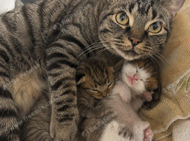 One kitten still available