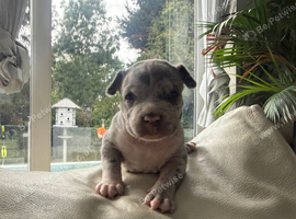 Pocket Bullyz puppy available aswell
