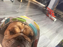 Albert old english bulldog