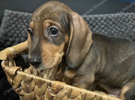 Adorable lil miniature dachshund pups read see all details below