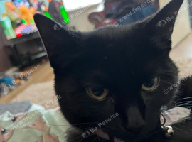Cute kitten for sale