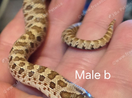 I have baby hognoses ready now.