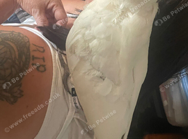 Bare eye cockatoo
