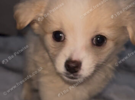 2 beautiful Pomchi puppies