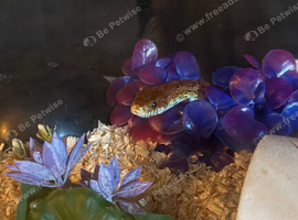 Corn snake