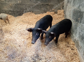 Weaners