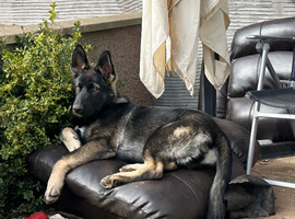 6 month old pup