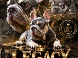 Lilac and tan bulldog big rope
