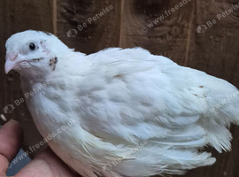 SALE Coturnix Quails