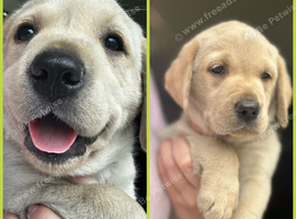 Gorgeous Goldador Puppies