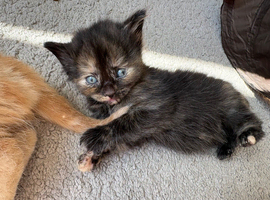1 kitten left Beautiful playful kittens ready now
