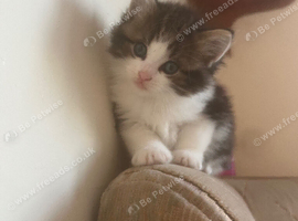 kittys