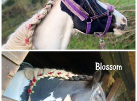 2 pony for sale