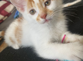 4 amazing kittens ready for their new homes