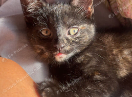 Beautiful Kittens