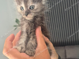 Lovely pure maincoon kittens s